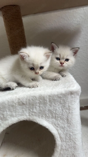 BKH Kitten 