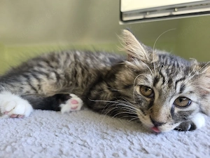 Kater mini