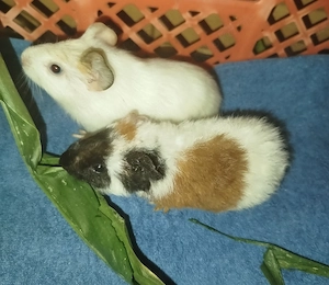  Meerschweinchen Kinder