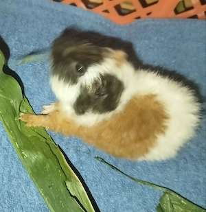  Meerschweinchen Kinder