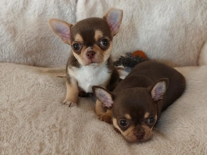 *Traumhaft schöner Chihuahua Welpe Rüde aus Champion Verpaarung*
