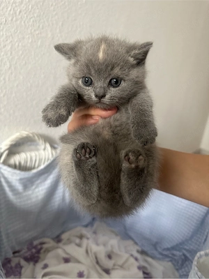 baby britisch kurzhaar 