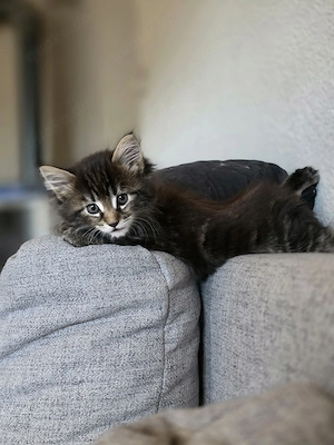 Maine-Coon-Kitten, Babykatzen