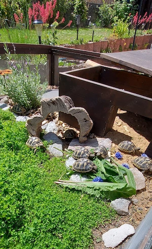 Griechische Landschildkröte NZ 2025 THB Testudo hermanni boettgeri