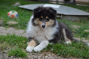 Bildhübsche Colliewelpen aus langjähriger Zucht ! 