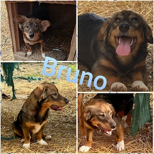 dackemix bruno kastriert sucht im august 
