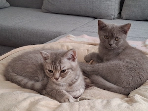 *NUR NOCH* 2 BKH Kitten suchen ein liebevolles Zuhause 