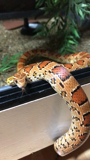 2 männliche Kornnattern (Wildfarbe) in liebevolle Hände abzugeben