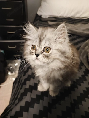 Hauskatzen