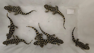 Tigersalamader Ambystoma mavortium mavortium 