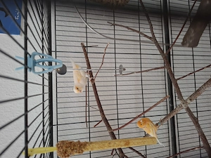 1 Kanarienvogelpärchen mit Käfig zuverkaufen