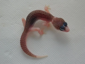 0.1 Total Eclipse (BN) | Leopardgecko Weibchen abzugeben | Eublepharis macularius