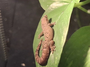 3 Jungferngeckos abzugeben 