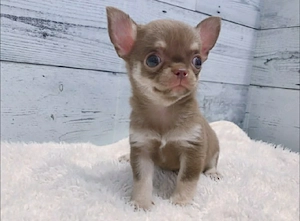 Entzückende Chihuahua-Welpen suchen ein liebevolles Zuhause! 