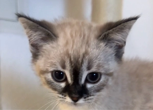 BKH-Bengal Mix Kitten