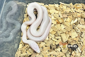Kornnattern NZ und adult - Palmettos, Opal, Red Factor Mimosa Ghost