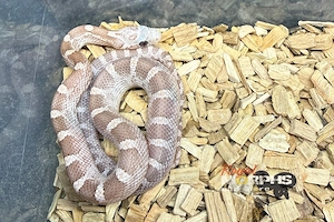 Kornnattern NZ und adult - Palmettos, Opal, Red Factor Mimosa Ghost