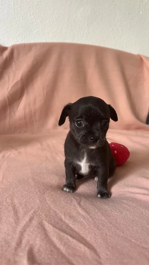    Zauberhafte Chihuahua Babys aus liebevoller Familienaufzucht