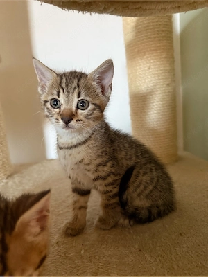 Bengal Mix kitten