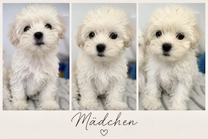 Bichon Frise Malteser Welpen 