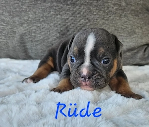 Old English Bulldog Welpen