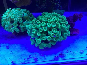 caulastrea neon Korallen Meerwasser
