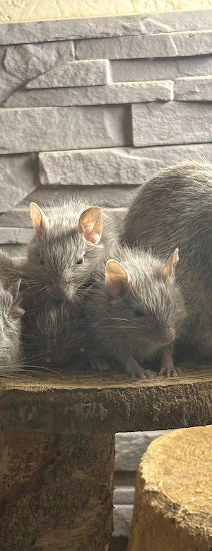 3 süße Degu-Jungs suchen ein liebevolles Zuhause