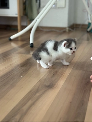 Heilige Birma Mix Kitten