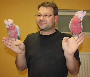 Superzahme und verschmuste Rosa Kakadu