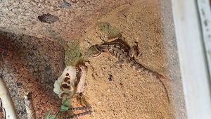 Pogona henrylawsoni  NZ abzugeben.