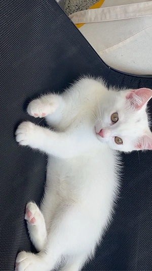 BKH Kater wunderschön