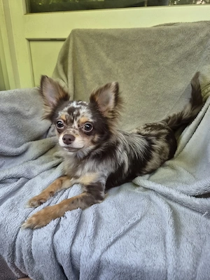 Junger Chihuahua sucht Traumschloss!