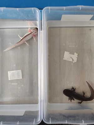 Axolotl Paar Harlekin männlich und Wildling weiblich