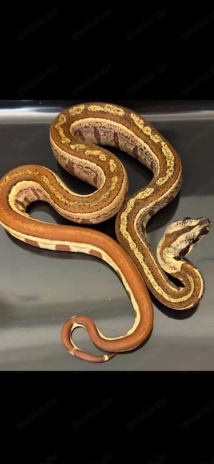 Hypo Img Jungle NZ'21 Bild 4
