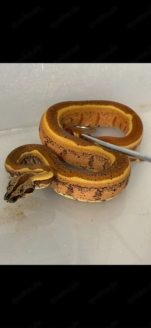 Hypo Img Jungle NZ'21 Bild 5