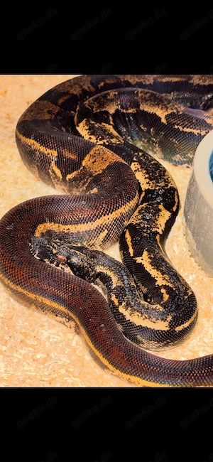 Hypo Img Jungle NZ'21