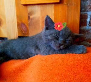 1  Mädchen Abgabenbereit! Kätzchen Mix Mama  Russisch Blau. Papa  BKH  
