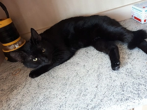 katze kater zu verschenken