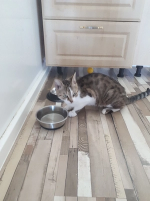 katze  zu verschenken