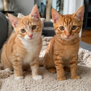 dringend zuhause gesucht gojo und Satoru 