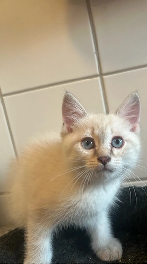 wunderschöner bkh siam mix kater kitten britisch kurzhaar