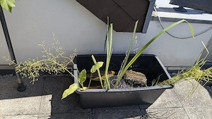 Mini Gartenteich 65 Liter 