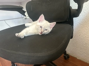 wunderschönes bkh siam mix kitten britisch kurzhaar 