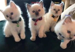 Ragdoll-Kätzchen abzugeben