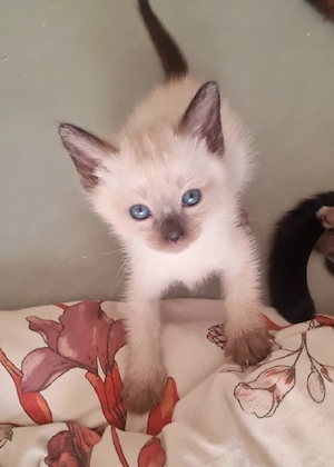Reinrassige Siam Kitten