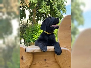 Labradorwelpe
