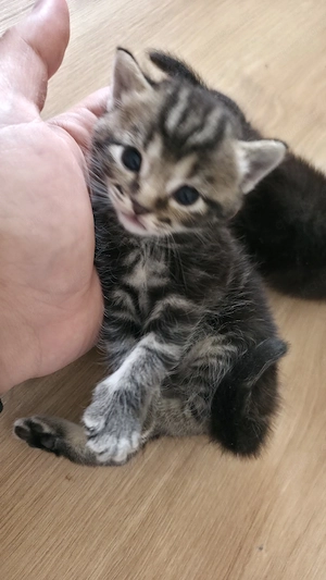 kitten Mischlinge 