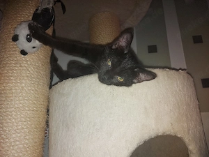 kleiner gestifelter kater