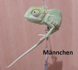 Jemen Chamäleon Babys 