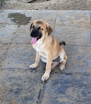 trudi sucht ab september